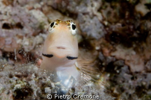 Small blenny by Pietro Cremone 